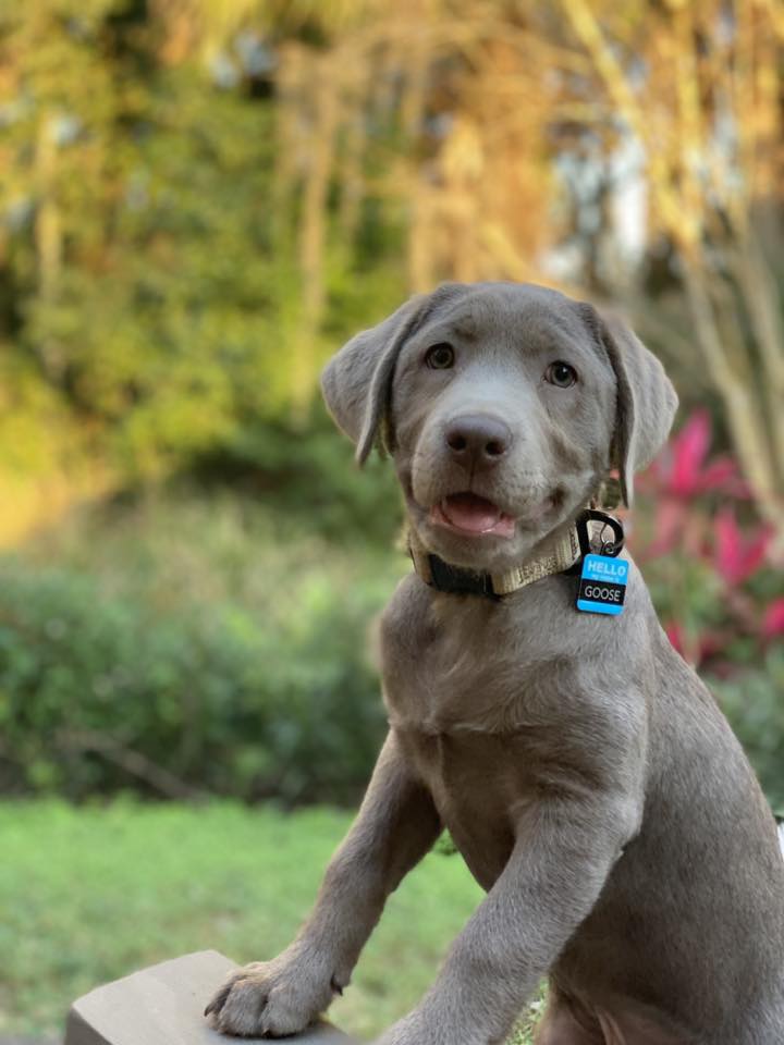 photo of a 12 week old silver lab puppy
