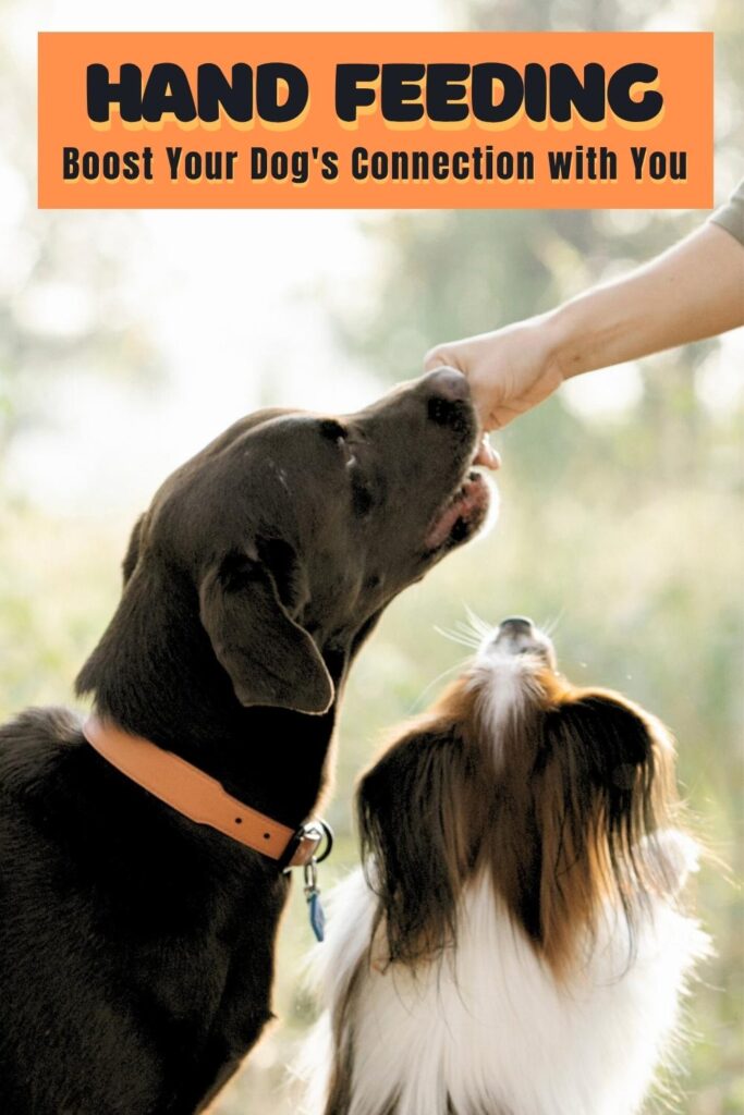 photo of a labrador and a smaller dog taking food from a person's hand