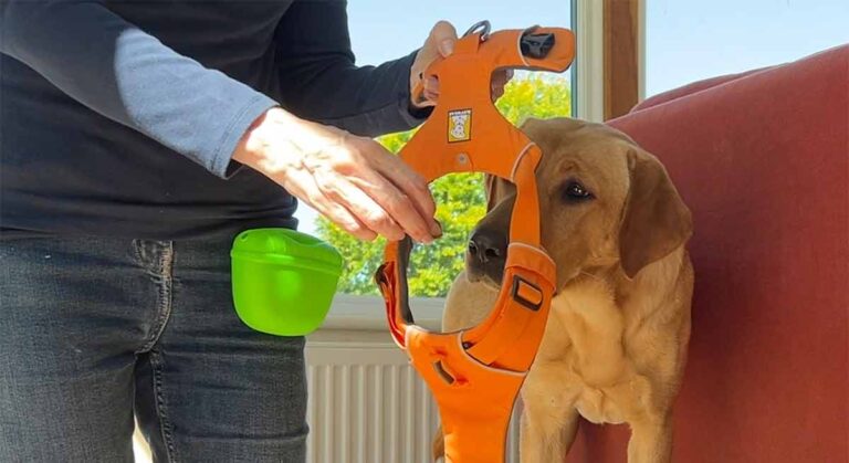 photo of a yellow labrador learning how to wear a harness
