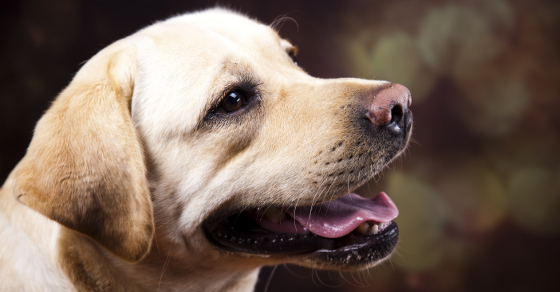 Noisy Labradors: getting to the root of the problem