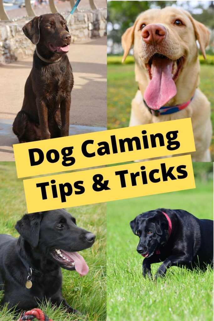 collage of four photos of different Labradors with text overlay that reads: Dog Calming Tips And Tricks