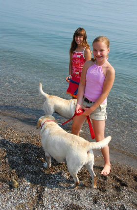 How to play with a labrador, safety rules for children and adults