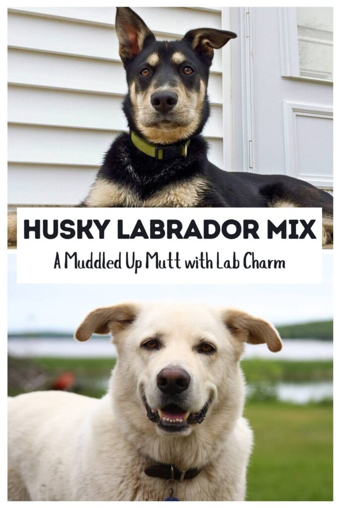 two photos of labrador husky mixes