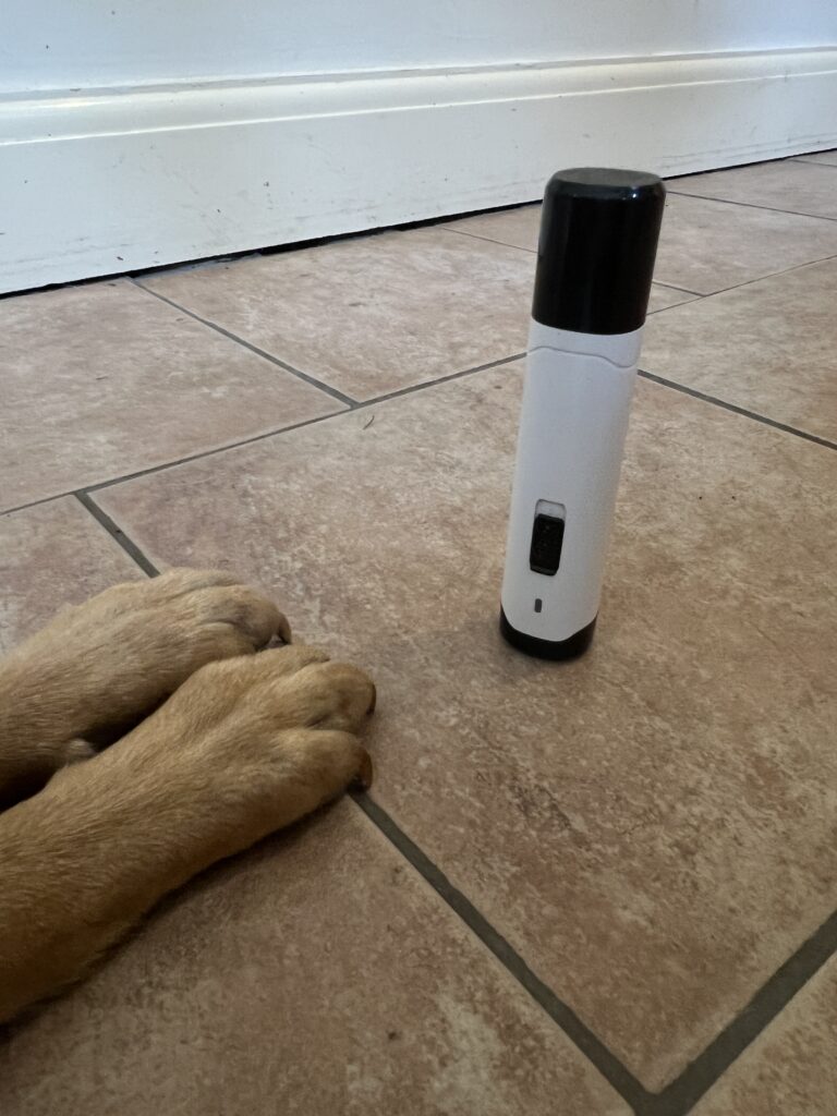 Bonnie the Labrador's paws next to my claw grinder