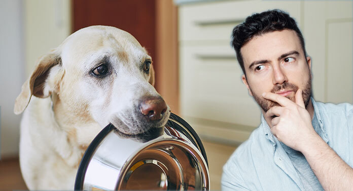 is my labrador too thin