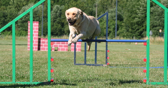 How To Teach Your Labrador To Jump