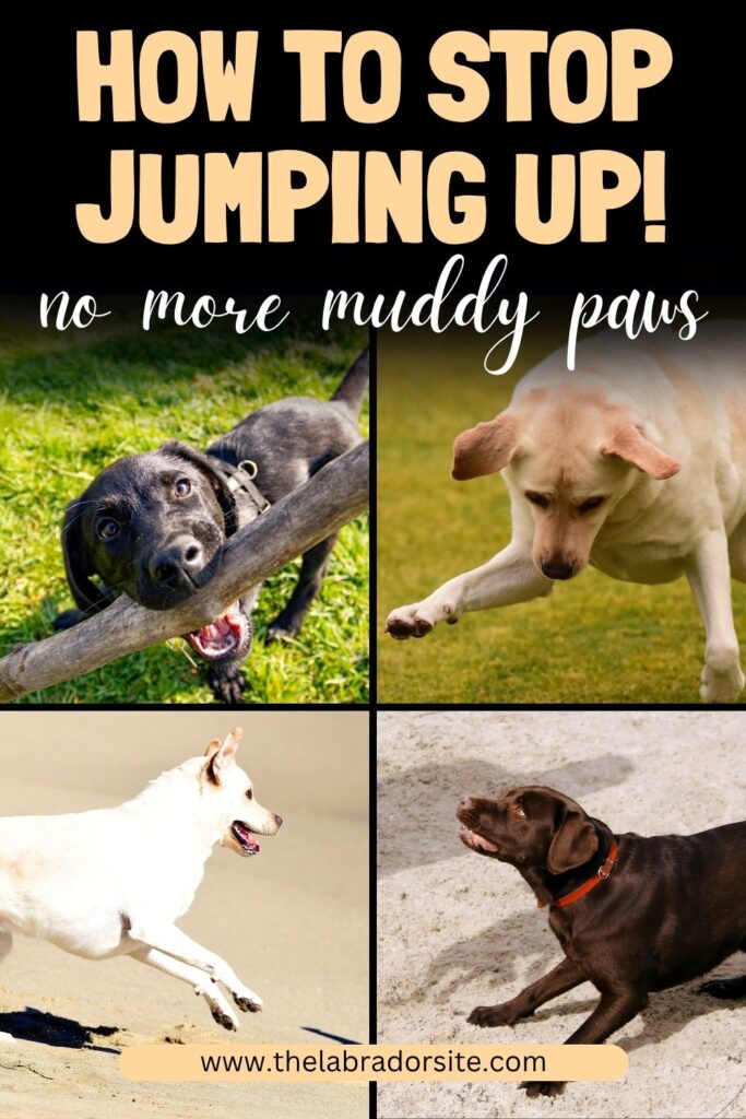 collage of four photos of labs