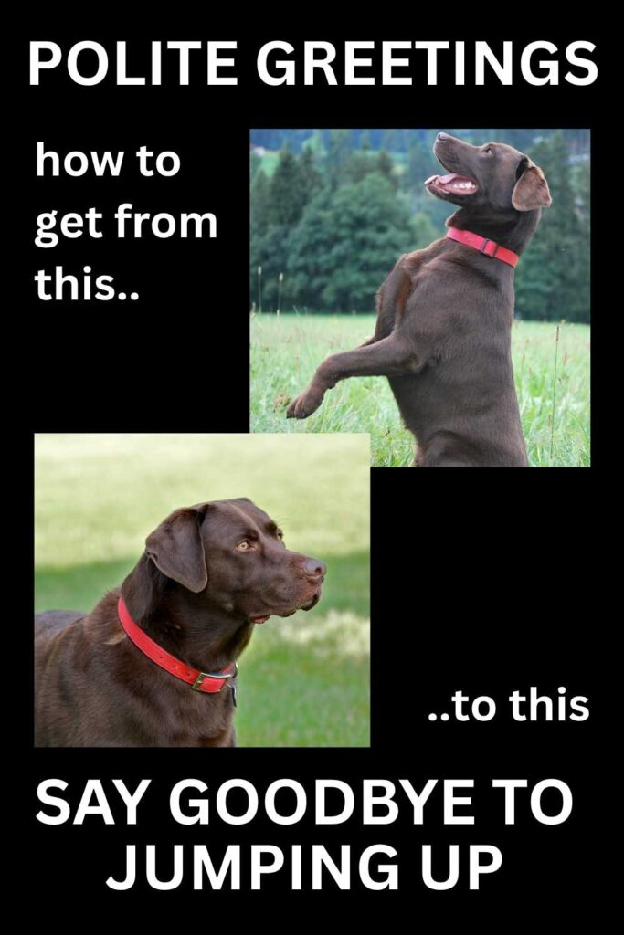 photo of a Labrador jumping up and a photo of a labrador sitting patiently with text that reads - Polite Greetings. how to get from this.. to this. Say Goodby e To Jumping Up
