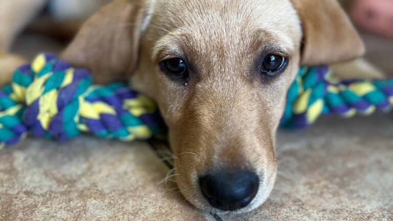 labrador puppy looking sad