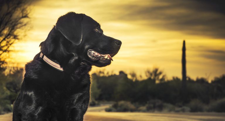 18 Reasons Labradors Make Great Pets