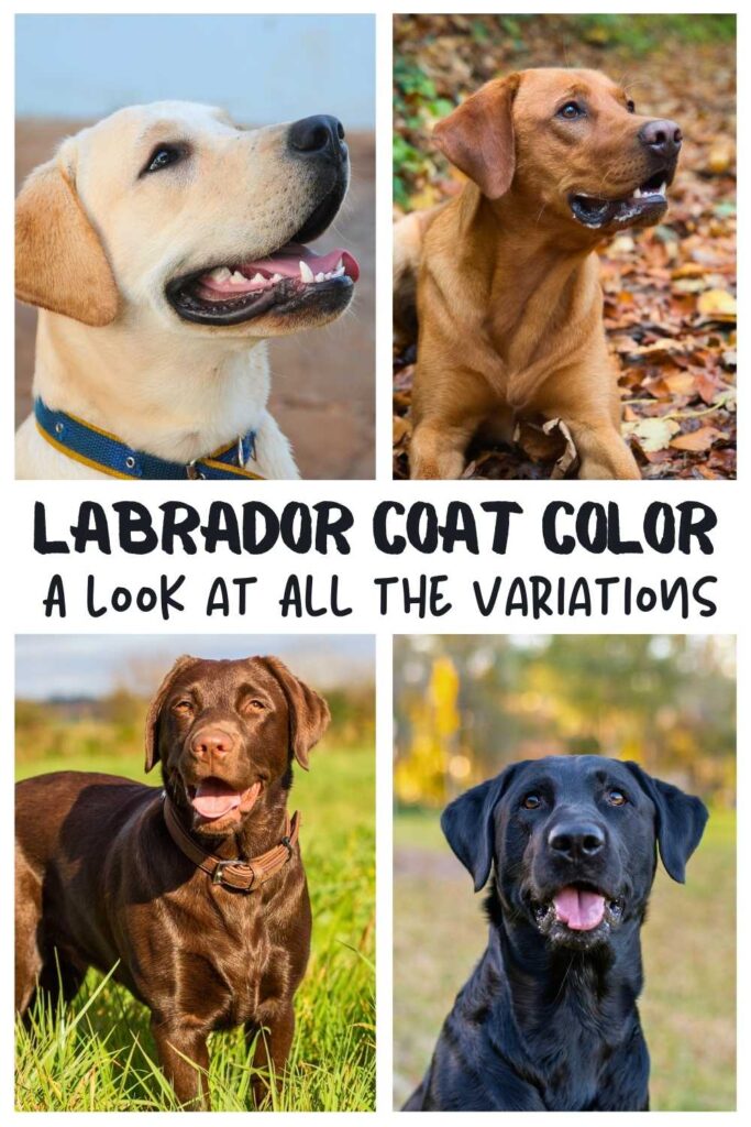 a collage of four photos of different colored labs