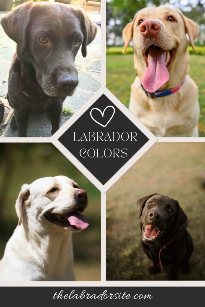 A collage of four photos of Labs of different colors