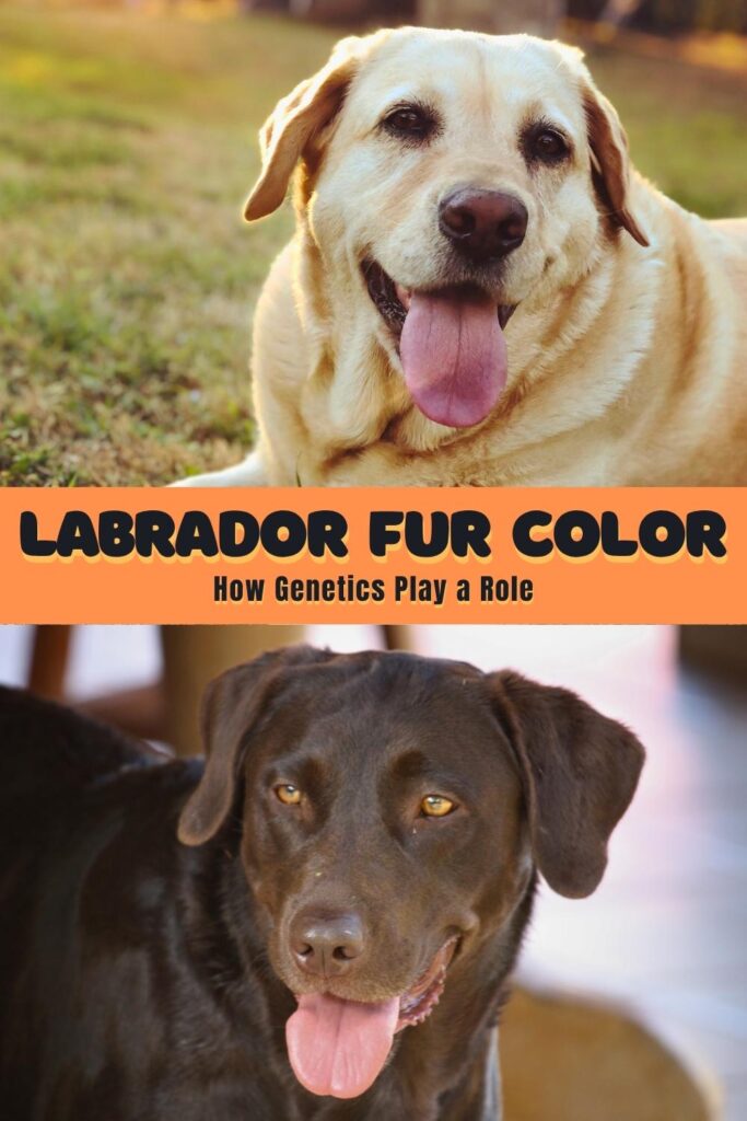 photo of a yellow lab above a photo of a chocolate lab
