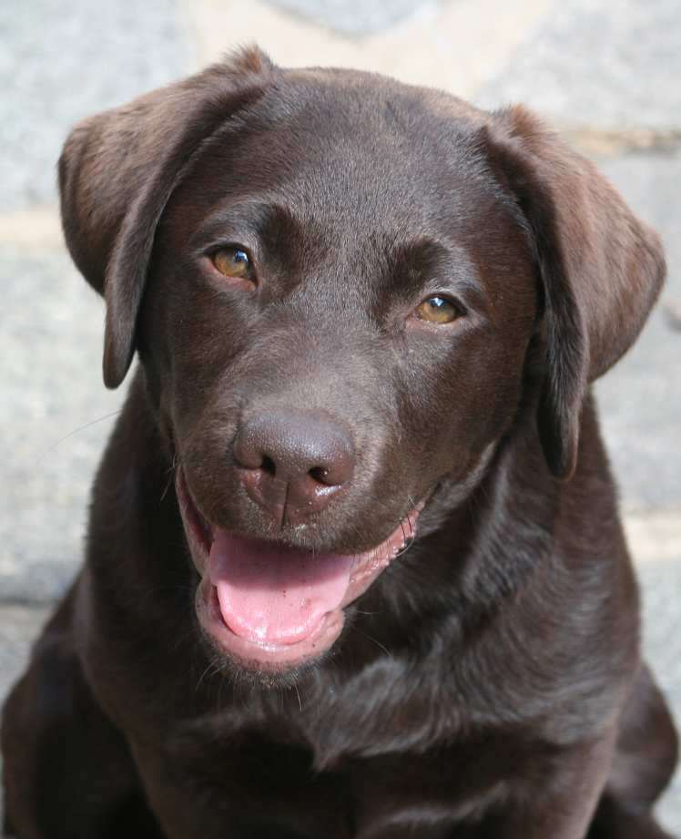 Labrador health
