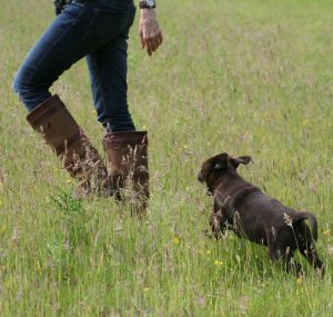 Let your puppy off the lead