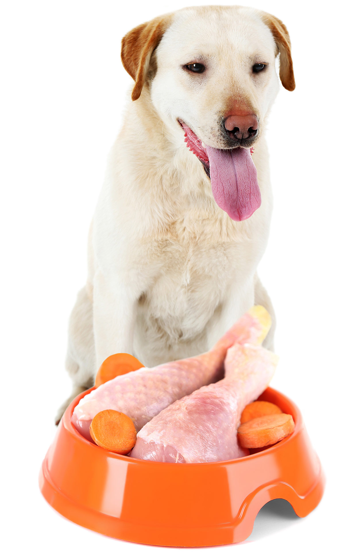 limited ingredient dog food