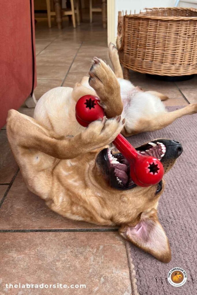 photo of a yellow lab playing with a large kong goody bone