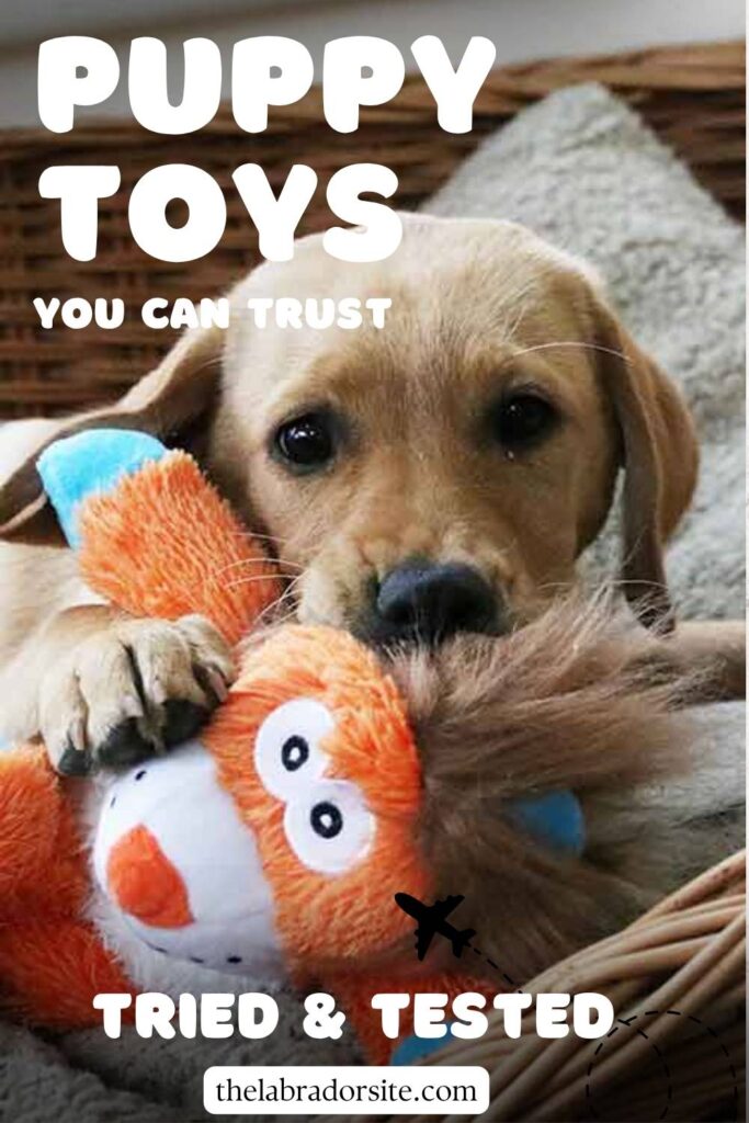 photo of yellow lab puppy with a kong knots lion toy