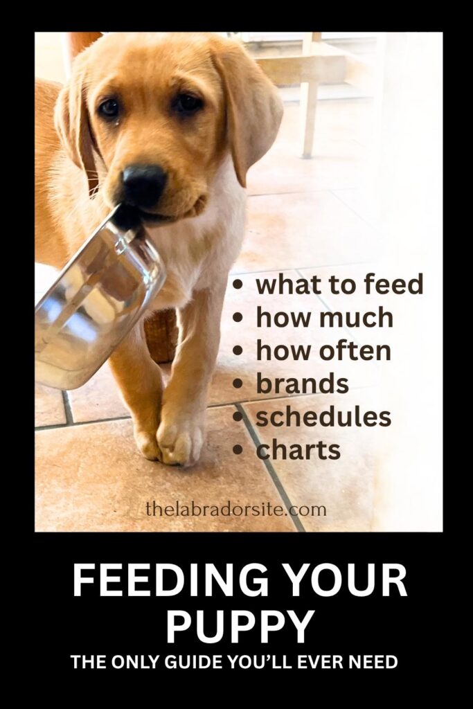 photo of yellow lab puppy carrying her bowl with text overlay that reads: feeding your puppy. the only guide you'll ever need