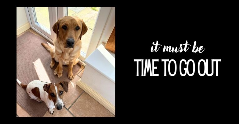 Should You Teach Your Dog To Ring A Bell To Be Let Out?