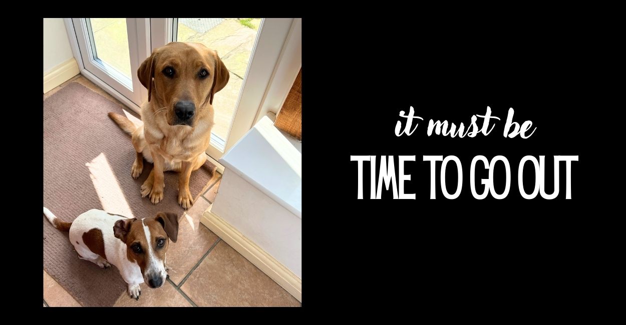 Should You Teach Your Dog To Ring A Bell To Be Let Out?