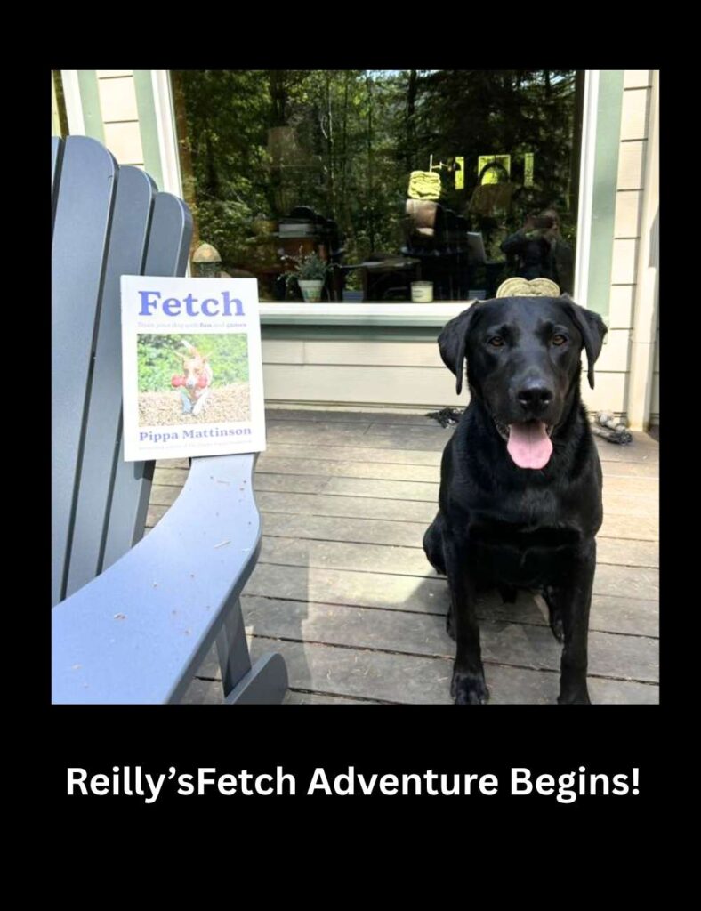 Photo of black lab with fetch book