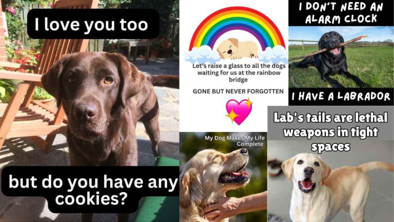 selection of dog memes