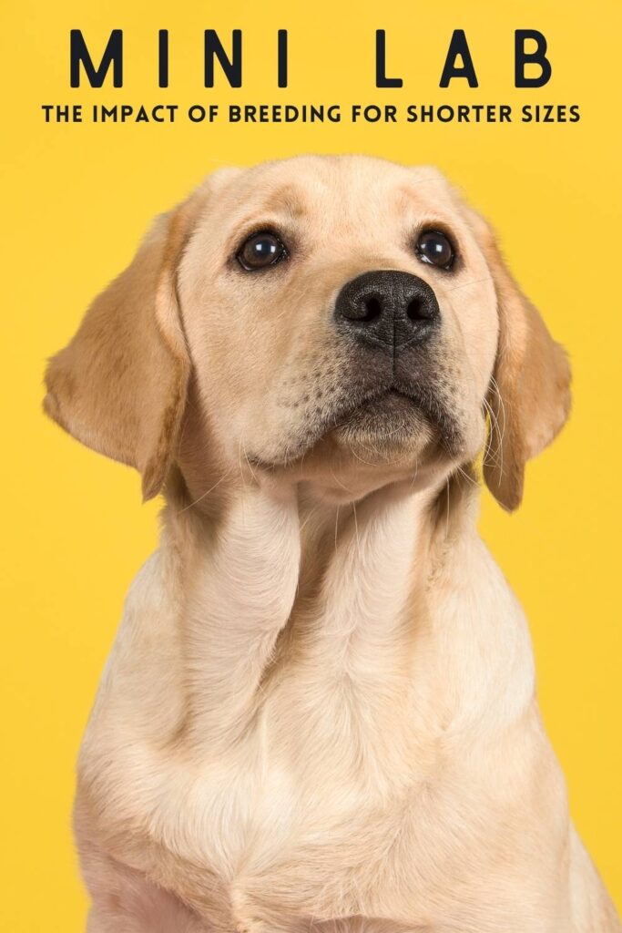 photo of a young yellow labrador on a bright yellow background