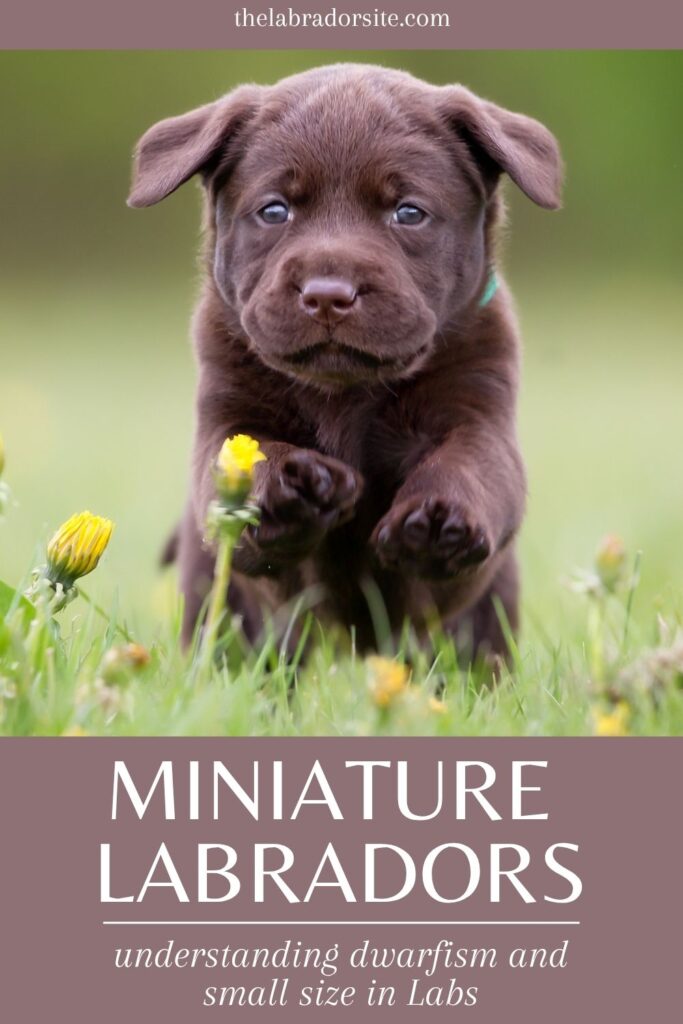 photo of a small lab puppy above text that reads miniature labradors