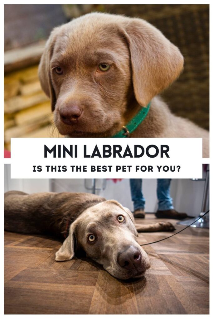 photo of two silver lab puppies one above the other