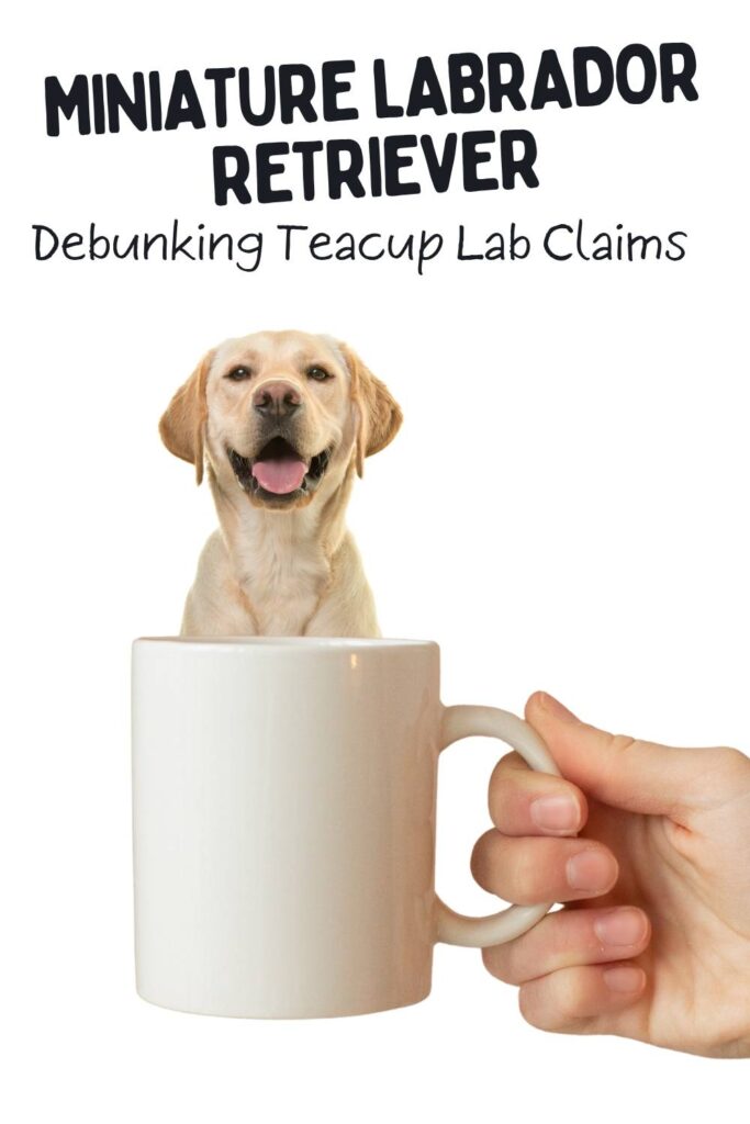 photo of a pale yellow labrador behind a tea cup