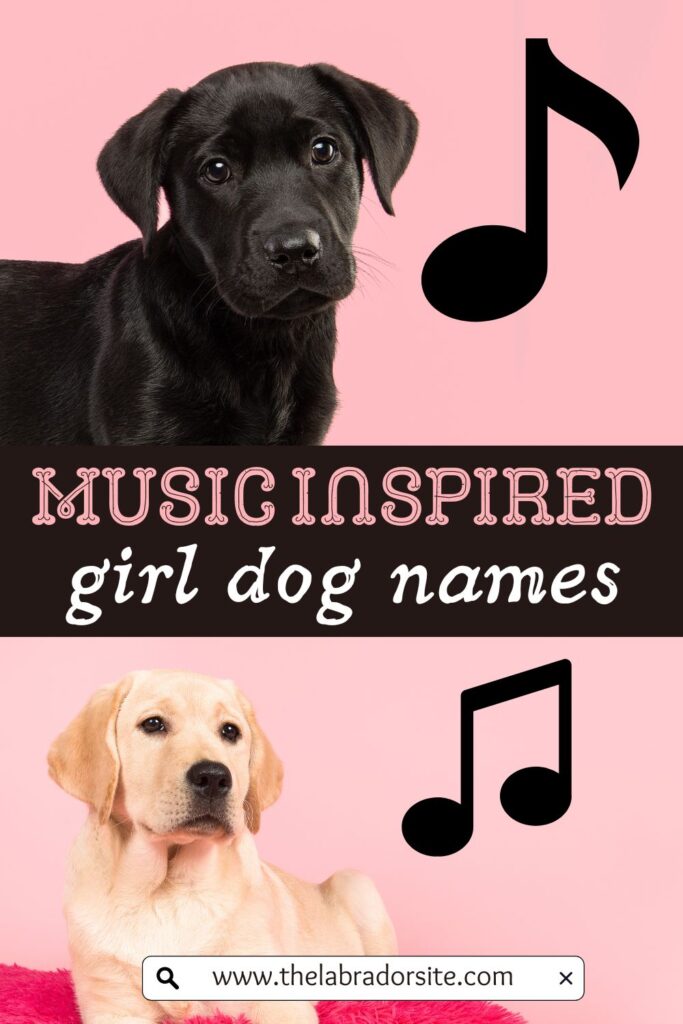photos of labradors on a pink background with musical notes and text overlay that reads: music inspired girl dog names
