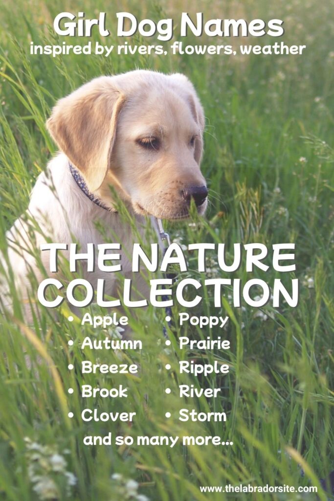 photo of a yellow labrador puppy in a meadow with a selection of female dog names inspired by nature
