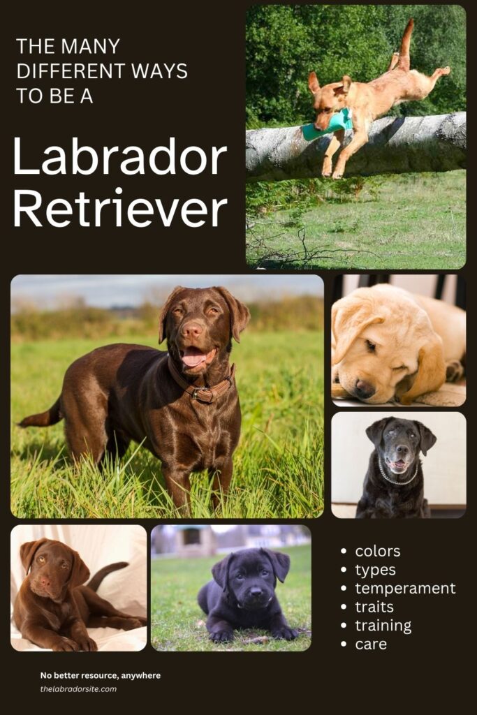 collage of photos of labrador retrievers of different types and colors