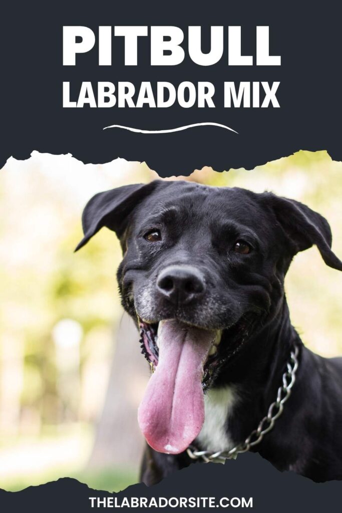 photo of a black labrador pitbull mixed breed dog overlaid with text that reads: pitbull labrador mix