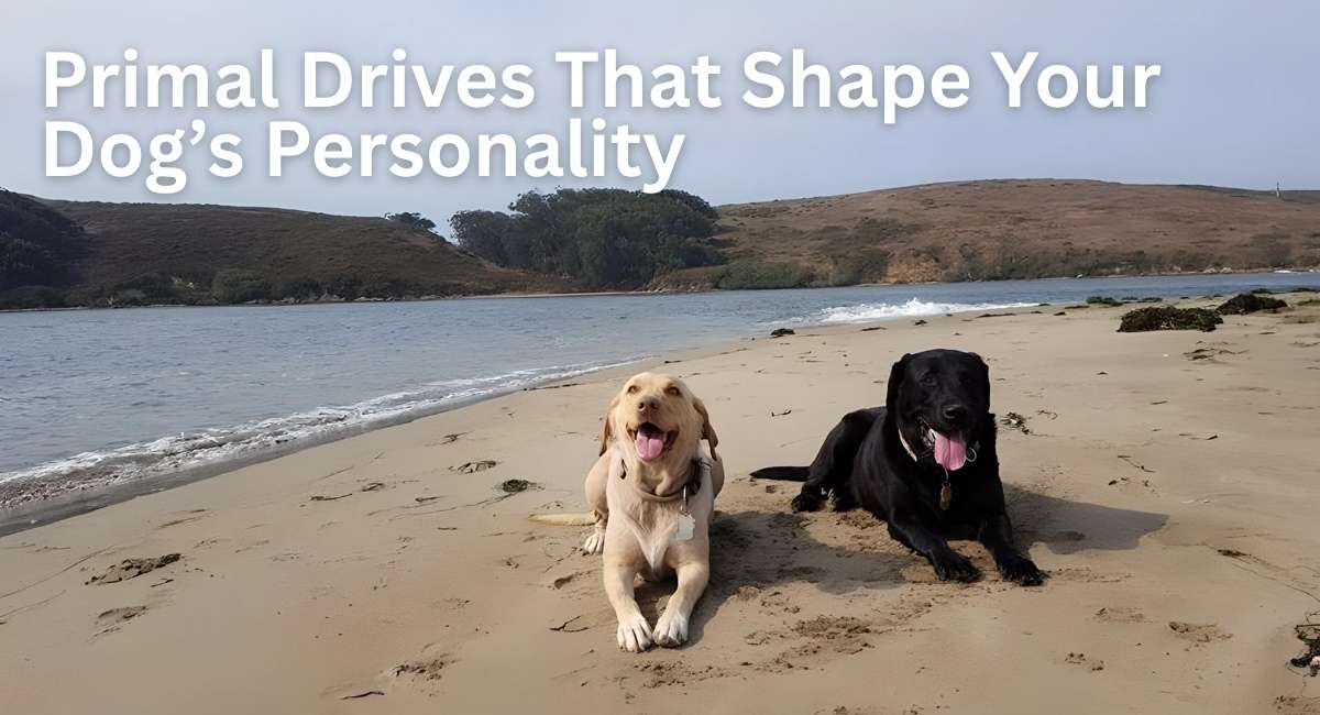 Two labs laying on a sandy beach