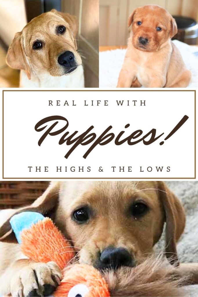 A collage of three photos of yellow Labrador puppies with text overlay that reads: Real Life With Puppies, the highs and the lows