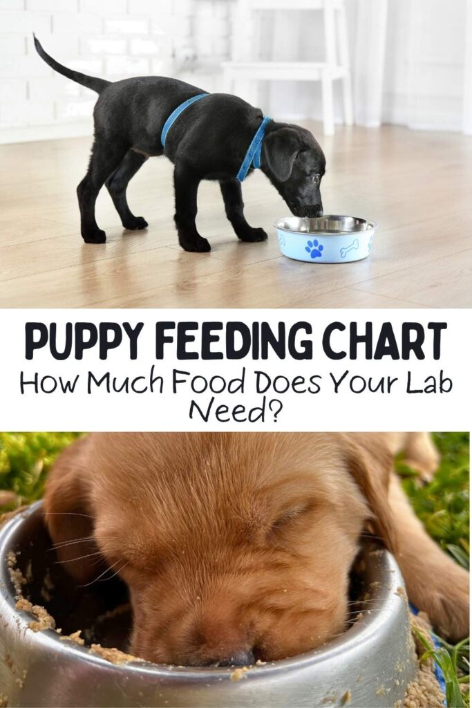 two photos of labrador puppy eating