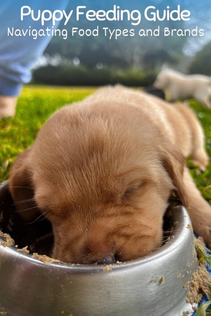 photo of a yellow lab puppy in a food bowl