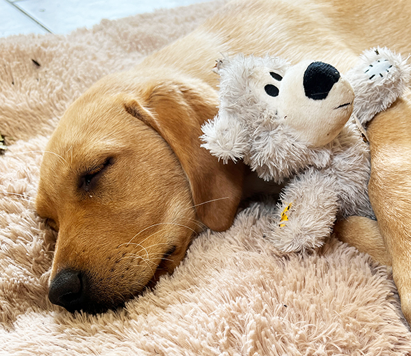 Our Labrador puppy Bonnie sleeping with her teddy