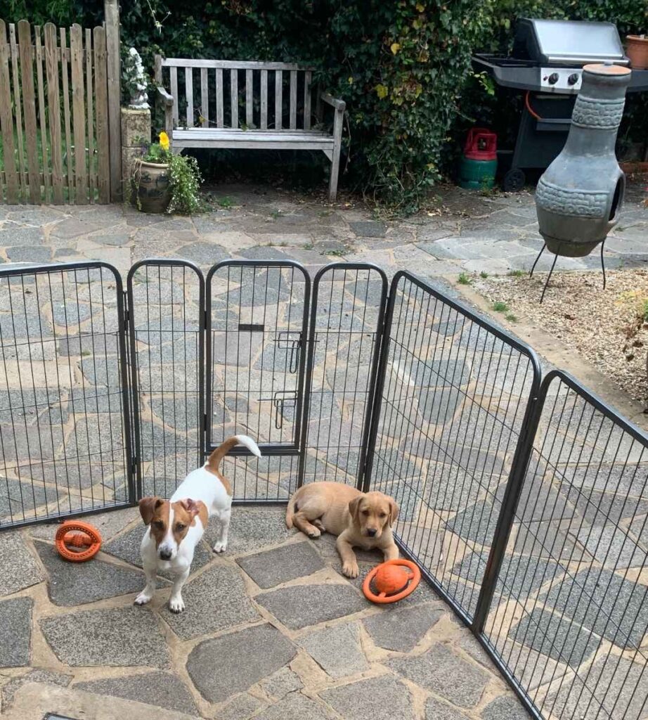 yellow labrador puppy and terrier in a puppy playpen