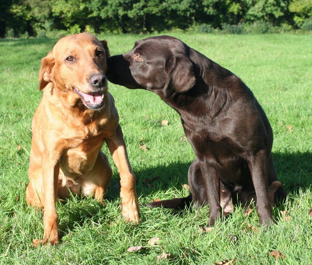 photo of a yellow American Lab and a chocolate English Lab