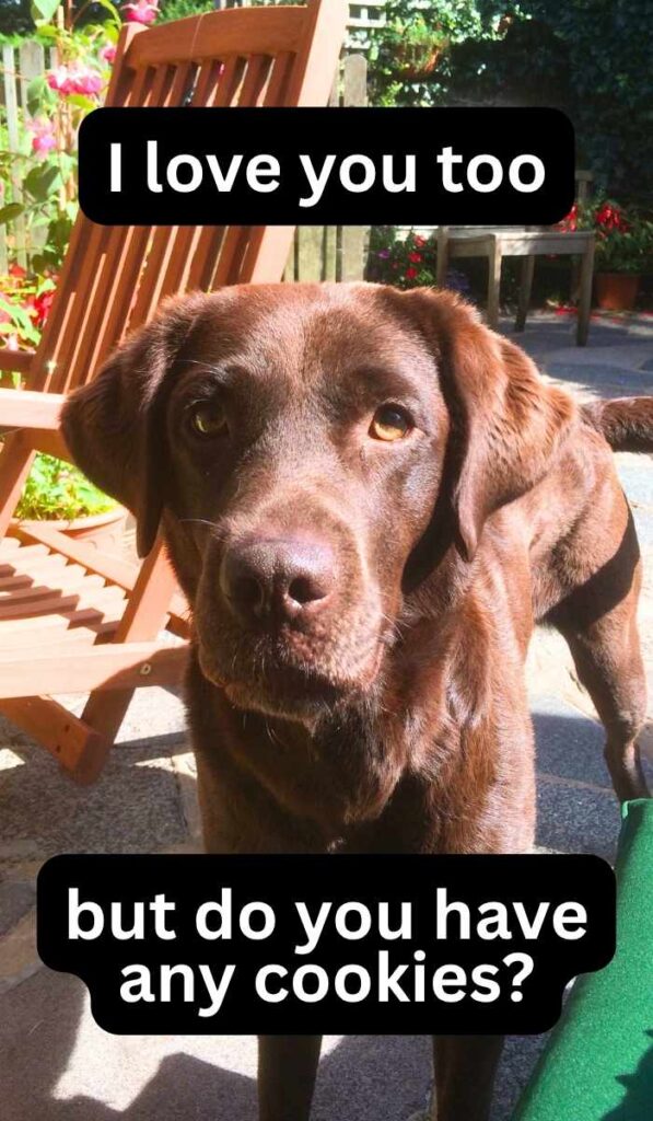 photo of a chocolate labrador with text overlay that says: I love you too. but do you have cookies