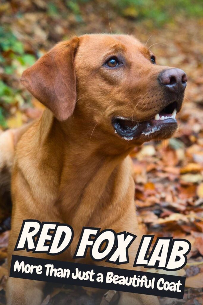 photo of a beautiful fox red american Labrador