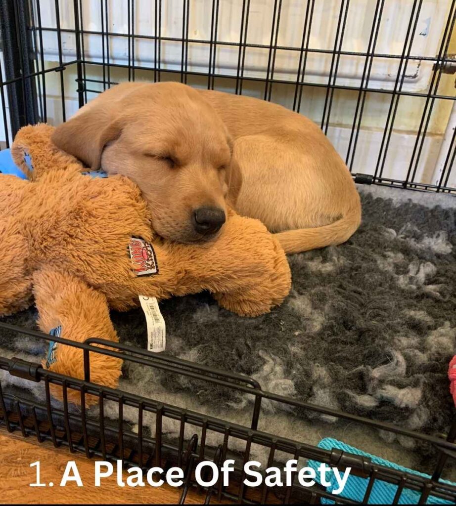 yellow labrador puppy asleep in her crate