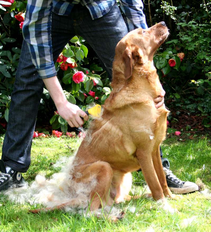 yellow labrador being groomed