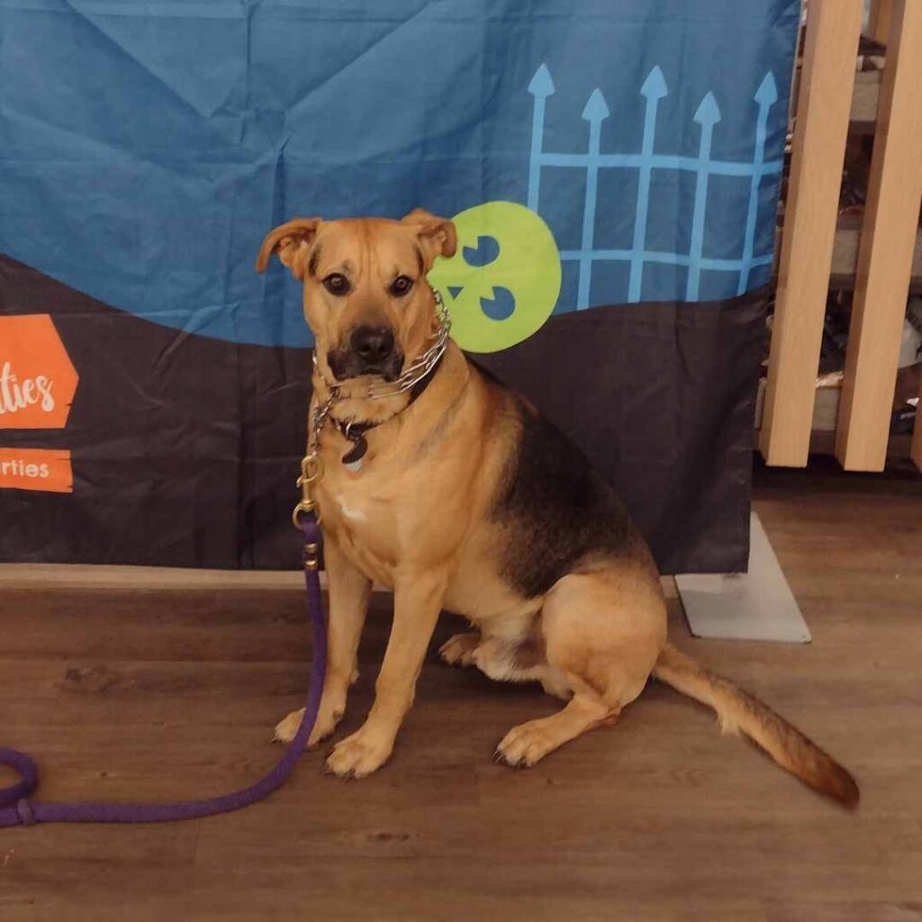 image showing Buddy sitting