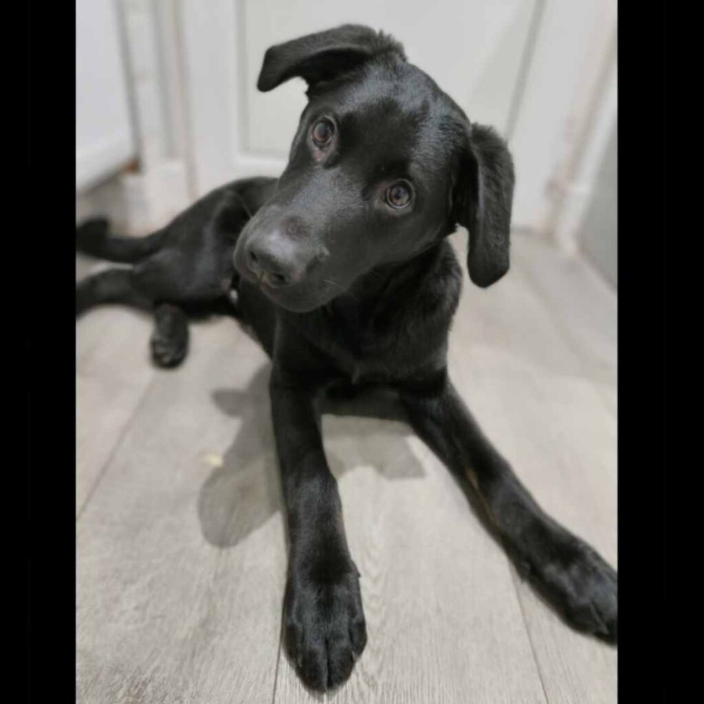 image of german shepherd lab mix finn