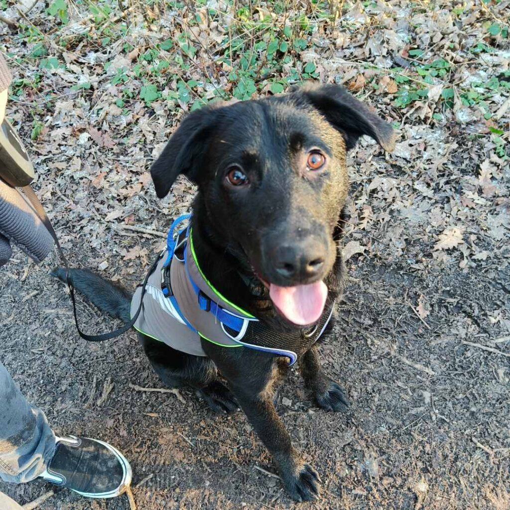 image of finn sitting nicely