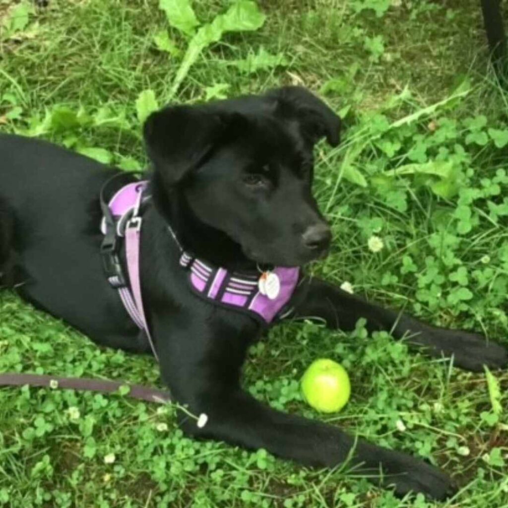 photo of dog Hollie with her ball